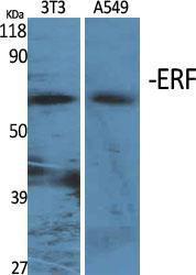 Antibody anti-ERF A98524-100 100 µg