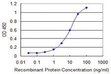 Anti-CD80 Mouse Monoclonal Antibody [clone: 1G1]