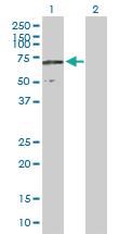 Anti-CCDC155 Mouse Polyclonal Antibody