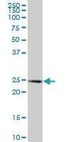 Anti-APOA1 Mouse Polyclonal Antibody