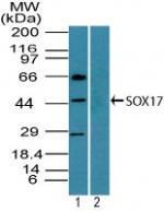 Anti-SOX17 Rabbit Polyclonal Antibody