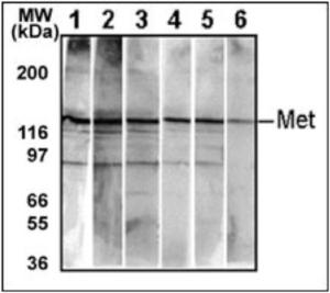 Anti-Hepatocyte Growth Factor Receptor Mouse Monoclonal Antibody