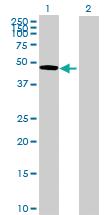 Anti-OMD Mouse Polyclonal Antibody