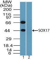 Anti-SOX17 Rabbit Polyclonal Antibody