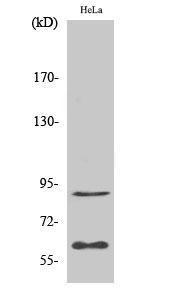 Antibody anti-ERF A98524-100 100 µg