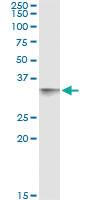 Anti-CD80 Mouse Monoclonal Antibody [clone: 4A4]