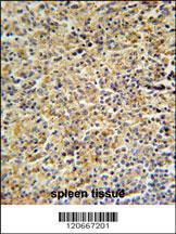 Anti-HCK Rabbit Polyclonal Antibody (HRP (Horseradish Peroxidase))