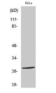 Anti-NKX26 antibody