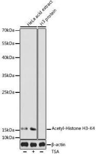 Western blot analysis of extracts of HeLa cells, using Anti-Histone H3 (acetyl Lys4) Antibody (A305424) at 1:500 dilution. HeLa cells were treated by TSA (1 uM) at 37°C for 18 hours. The secondary Antibody was Goat Anti-Rabbit IgG H&L Antibody (HRP) at 1:10000 dilution.