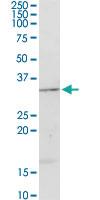 Anti-APOA1 Rabbit Polyclonal Antibody