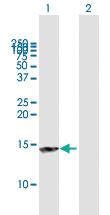 Anti-NT5C Mouse Polyclonal Antibody