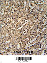 Anti-ENASE Rabbit Polyclonal Antibody (AP (Alkaline Phosphatase))