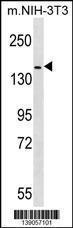 Anti-ERBB4 Rabbit Polyclonal Antibody (Biotin)