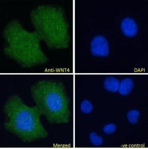 Anti-WNT4 Antibody (A83822) Immunofluorescence analysis of paraformaldehyde fixed MCF7 cells, permeabilized with 0.15% Triton. Primary incubation 1hr (10µg/ml) followed by Alexa Fluor 488 secondary antibody (4µg/ml), showing vesicle staining.