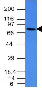 Western blot analysis of Raji cell lysate using Anti-Human IgM Heavy Chain Antibody [IM260]