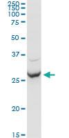 Anti-APOA1 Rabbit Polyclonal Antibody