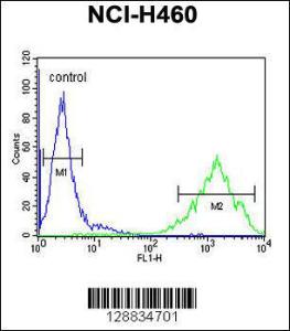 Anti-OR2Z1 Rabbit Polyclonal Antibody