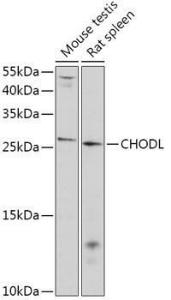 Anti-CHODL Rabbit Polyclonal Antibody