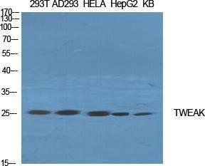 Western blot analysis of various cells using Anti-TNF12 Antibody