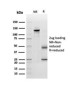 Antibody A248150-100 100 µg