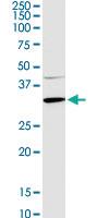 Anti-APOA1 Rabbit Polyclonal Antibody