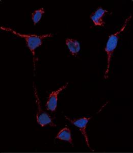 Anti-ALDH1A1 Rabbit Polyclonal Antibody (AP (Alkaline Phosphatase))