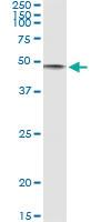 Anti-CD86 Mouse Monoclonal Antibody [clone: 3D7]