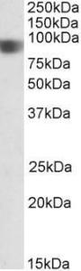 Antibody anti-NOD1 100 µg