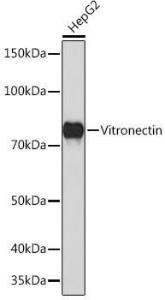 Western blot analysis of extracts of HepG2 cells, using Anti-Vitronectin / S-Protein Antibody [ARC0313] (A309253) at 1:1000 dilution