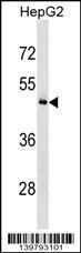 Anti-KHDRBS3 Rabbit Polyclonal Antibody (Biotin)