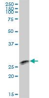 Anti-TTC9B Mouse Polyclonal Antibody