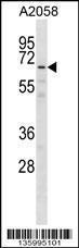 Anti-GPKOW Rabbit Polyclonal Antibody (APC (Allophycocyanin))