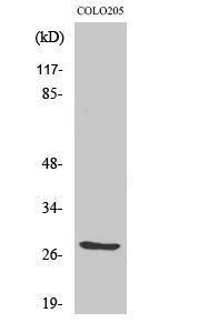 Western blot analysis of 293 cells using Anti-TNF12 Antibody