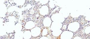 Anti-KLF1 Antibody (A83827) (4 µg/ml) staining of paraffin embedded Human Bone Marrow. Heat induced antigen retrieval with citrate buffer pH 6, HRP-staining