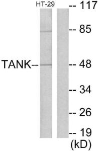 Western blot analysis of lysates from HT29 cells using Anti-I-TRAF Antibody. The right hand lane represents a negative control, where the Antibody is blocked by the immunising peptide