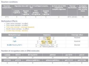 FERMFD0804 - ENZYME FD HINFI 400µL (400RXN)