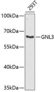 Western blot analysis of extracts of 293T cells, using Anti-Nucleostemin Antibody (A9877) at 1:1,000 dilution