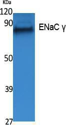 Western blot analysis of extracts from A549 cells using Anti-ENaC gamma Antibody