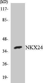 Western blot analysis of the lysates from K562 cells using Anti-NKX24 Antibody