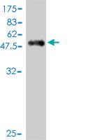 Anti-PILRA Mouse Monoclonal Antibody [clone: 3C2]