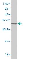 Anti-SF3A2 Mouse Monoclonal Antibody [clone: 3B6]