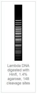 FERMER0803 - ENZYME HINFI HC 10000 UNITS