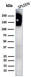 Western blot analysis of human spleen tissue lysate using Anti-CD45 Antibody [PTPRC/1147 + PTPRC/1460]