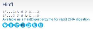 FERMER0803 - ENZYME HINFI HC 10000 UNITS