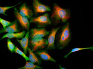 Immunoflourescent analysis of HeLa cells stained with Anti-DJ1 Antibody (1:1,000 / green) and Anti-Vimentin Antibody (A85421 / 1:10,000 /red). The Anti-DJ1 Antibody reveals strong cytoplasmic staining for DJ1 protein, while the Anti-Vimentin Antibody stains cytoplasmic intermediate filaments.