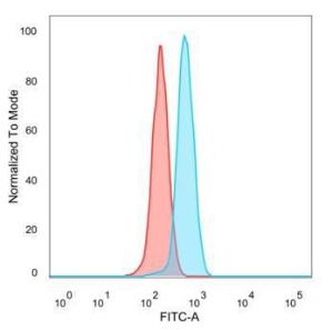 Anti-ZHX3 antibody