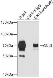 Immunoprecipitation analysis of 200 µg extracts of 293T cells using 3 µg of Anti-Nucleostemin Antibody (A9877). This Western blot was performed on the immunoprecipitate using Anti-Nucleostemin Antibody (A9877) at a dilution of 1:500