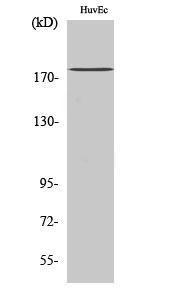 Anti-IQGAP3 Rabbit Polyclonal Antibody