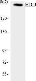 Anti-EDD antibody