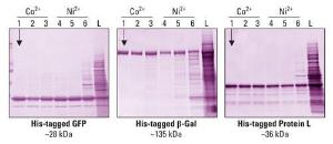 Affinity chromatography cartridges, cobalt, Pierce™